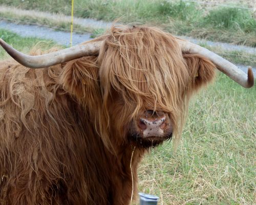 Schottisches Hochlandrind – Highländer BIG BOSS