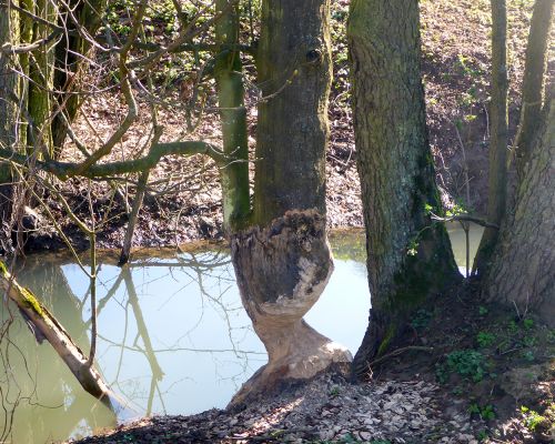 Biberfraß