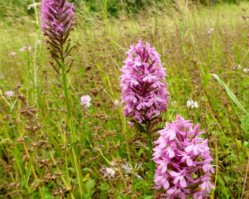 Pyramidenorchis in Leinach (Erstfund 2020)