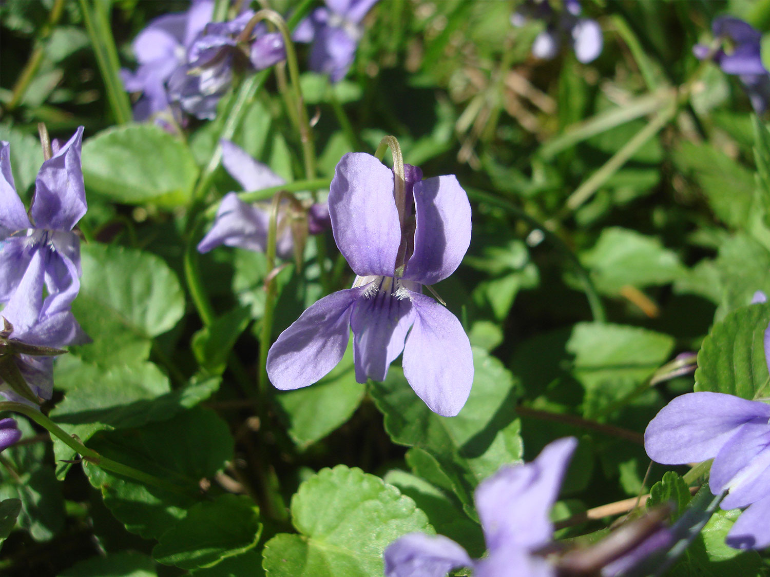 Veilchen (Viola)