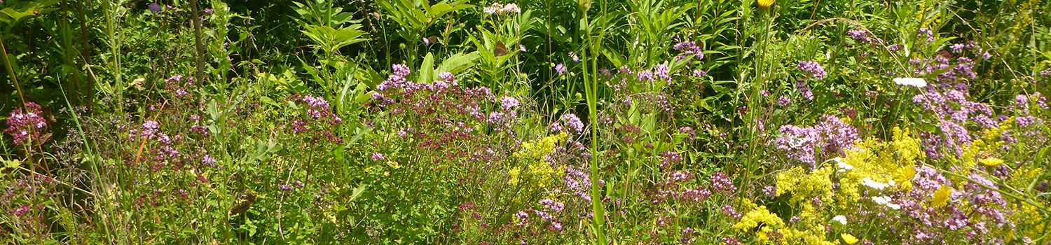 Blühender Waldsaum Blühender Waldsaum