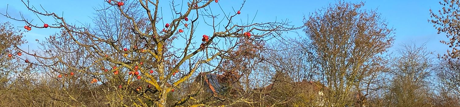 Streuobstwiese in Hausen bei Würzburg Streuobstwiese in Hausen bei Würzburg